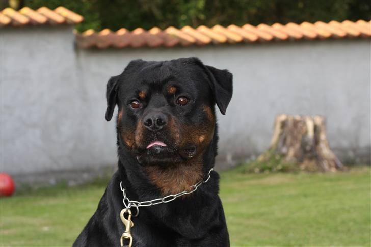 Rottweiler Mahogni`s Da Vinci billede 6