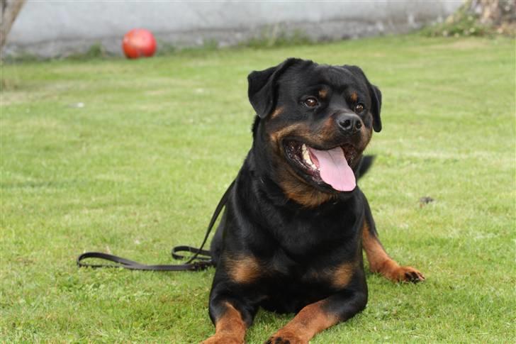 Rottweiler Mahogni`s Da Vinci billede 7