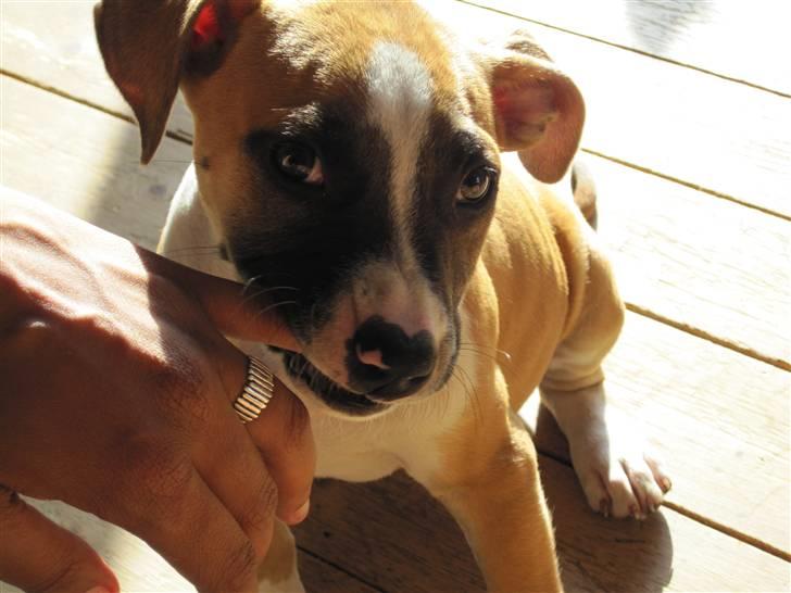 Amerikansk staffordshire terrier *C*A*N*A* billede 14