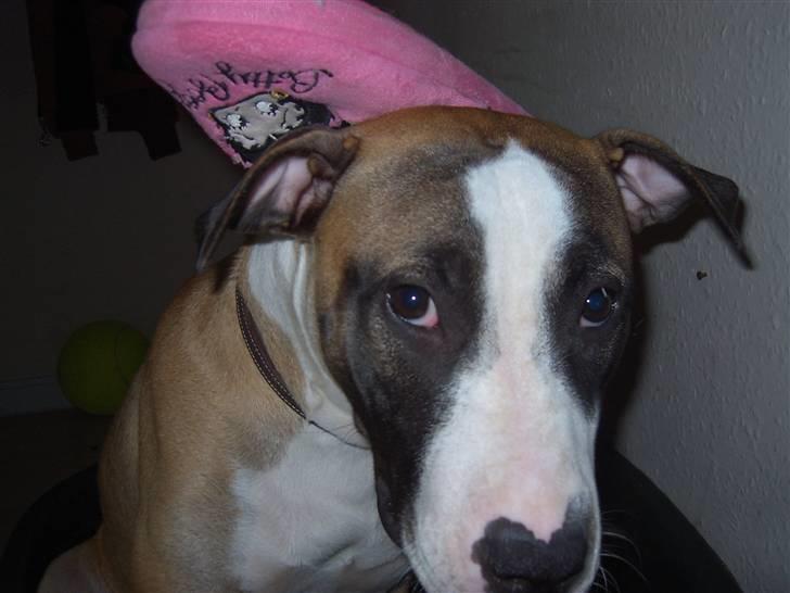 Blanding af racer Lucy billede 3