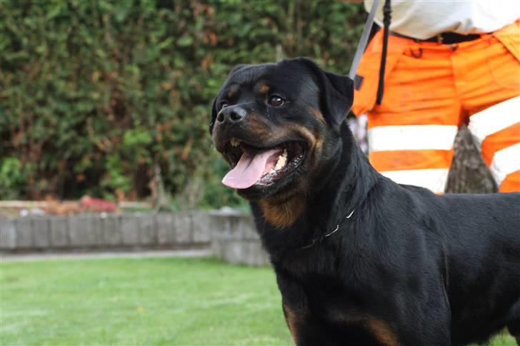 Rottweiler Mahogni`s Da Vinci billede 8