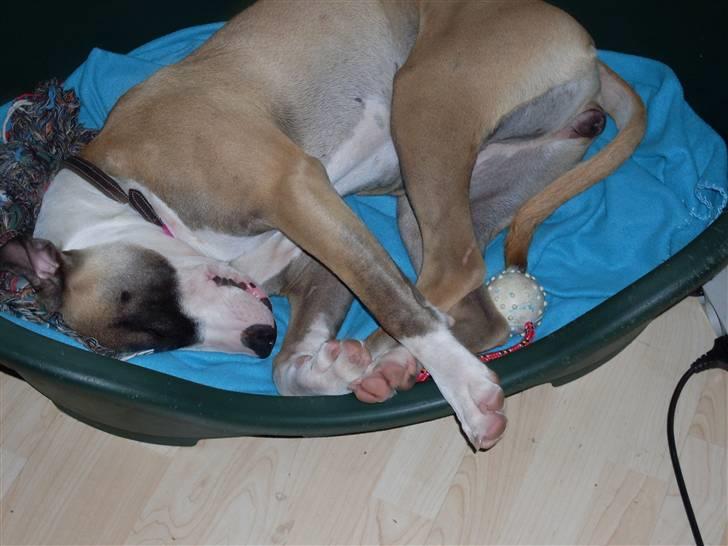 Blanding af racer Lucy billede 4