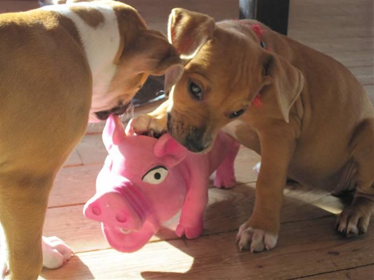 Amerikansk staffordshire terrier *C*A*N*A* - Min søster luca og jeg der leger med grisen :o)) billede 16