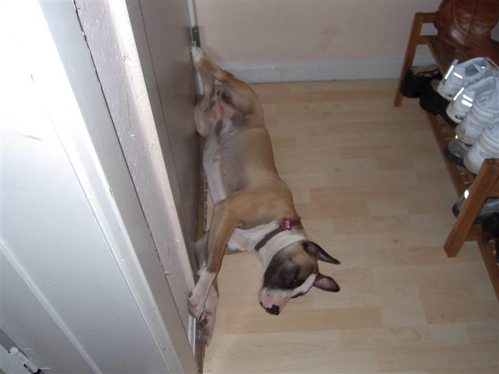 Blanding af racer Lucy billede 5