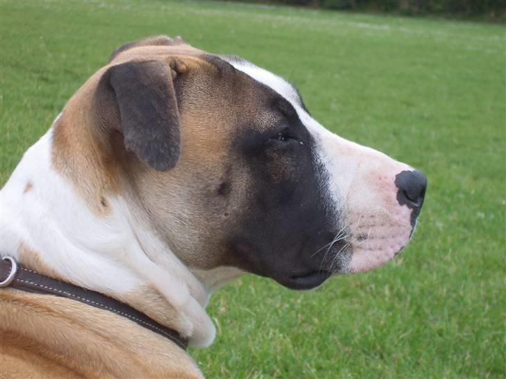 Blanding af racer Lucy billede 6