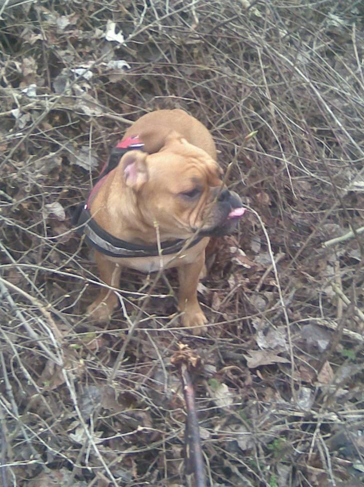 Olde english bulldogge Bullgaards Emma - Rækker lige tunge af søs Aino :-) billede 12