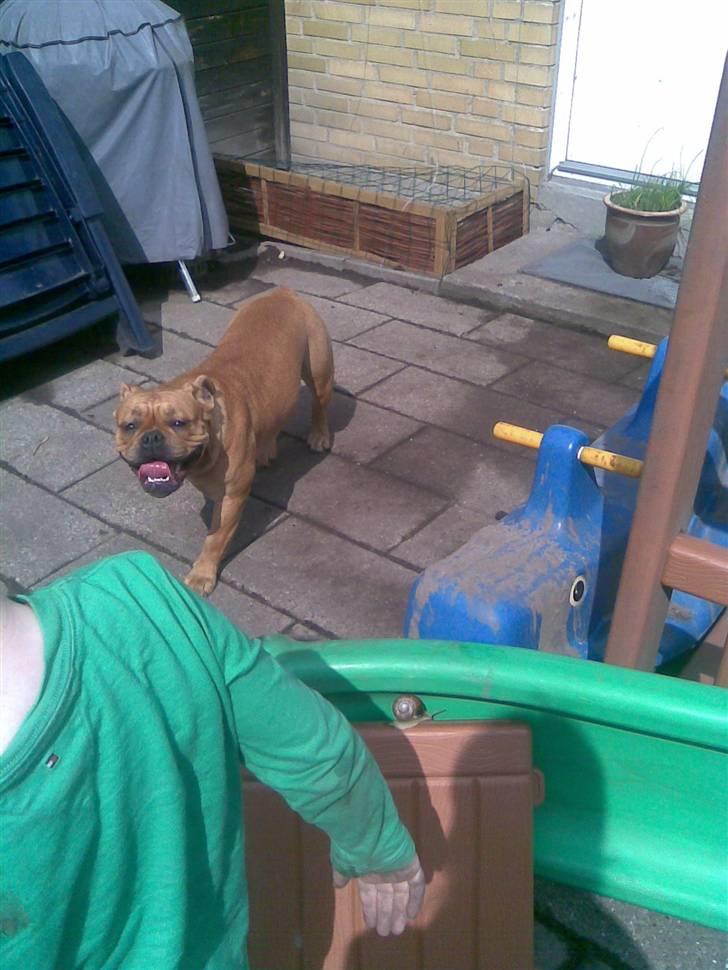 Olde english bulldogge Bullgaards Emma - Ahhh hvor her dejligt varmt :-) billede 13