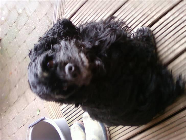 Amerikansk cocker spaniel karla - hej jeg hedder karla<33 billede 1