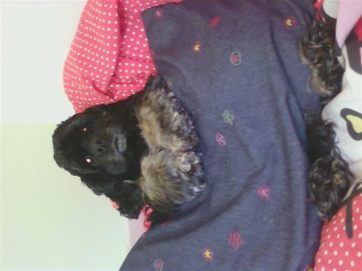 Amerikansk cocker spaniel karla - jeg er en puttegris billede 2