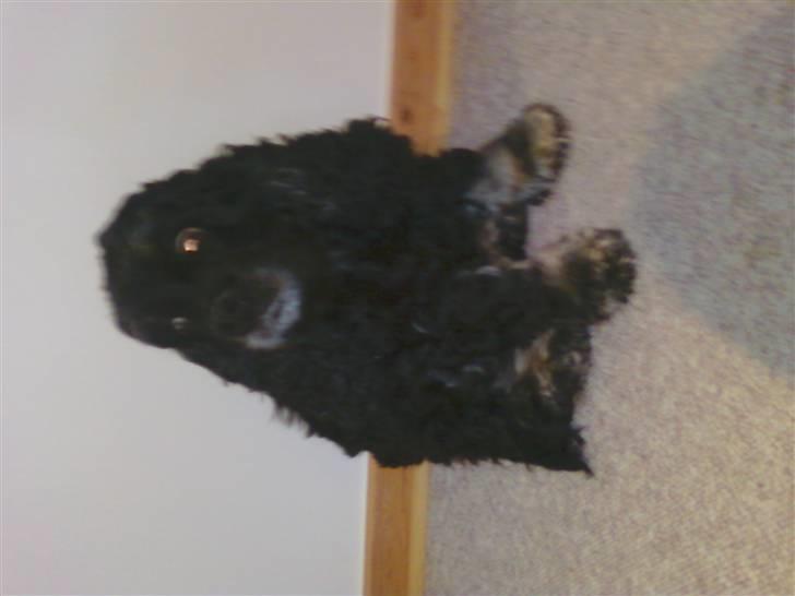 Amerikansk cocker spaniel karla - jeg er en god foto-model billede 3