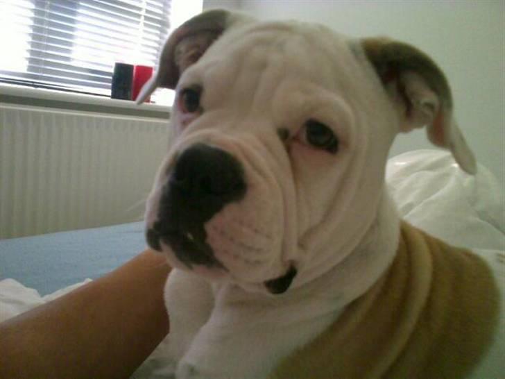 Olde english bulldogge Kecia (R.I.P.) - Lige vågnet !  ;p billede 6