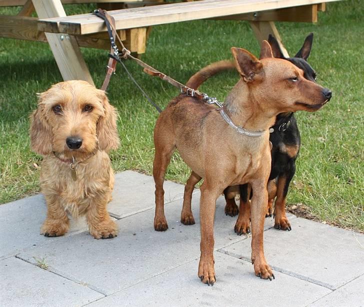 Dvaergpinscher Bombastic Leopold T F. - Bombastic Leopold på tur med Farnæshøj´s Jenka og Bevi Ichas billede 11