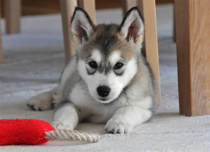 Alaskan malamute Tala (udstationeret) - 8 uger i stuen med sit ynglingslegetøj billede 14