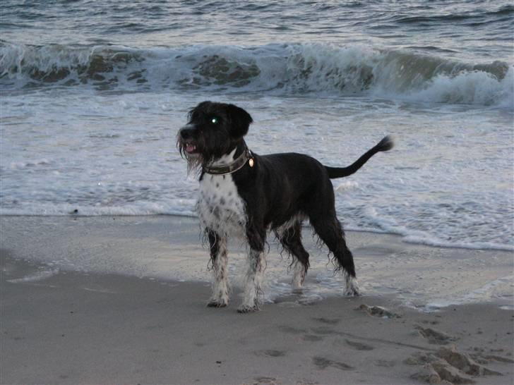 Blanding af racer Jack (Himmelhund) billede 1