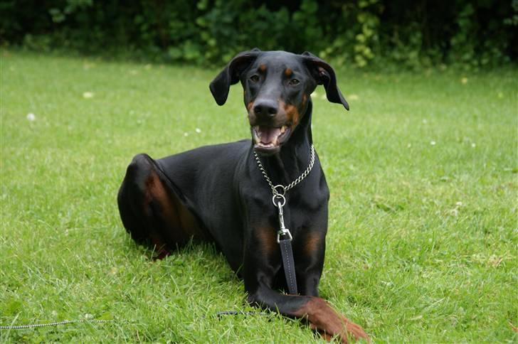 Dobermann Kaizo - Kaizo 2 år billede 8