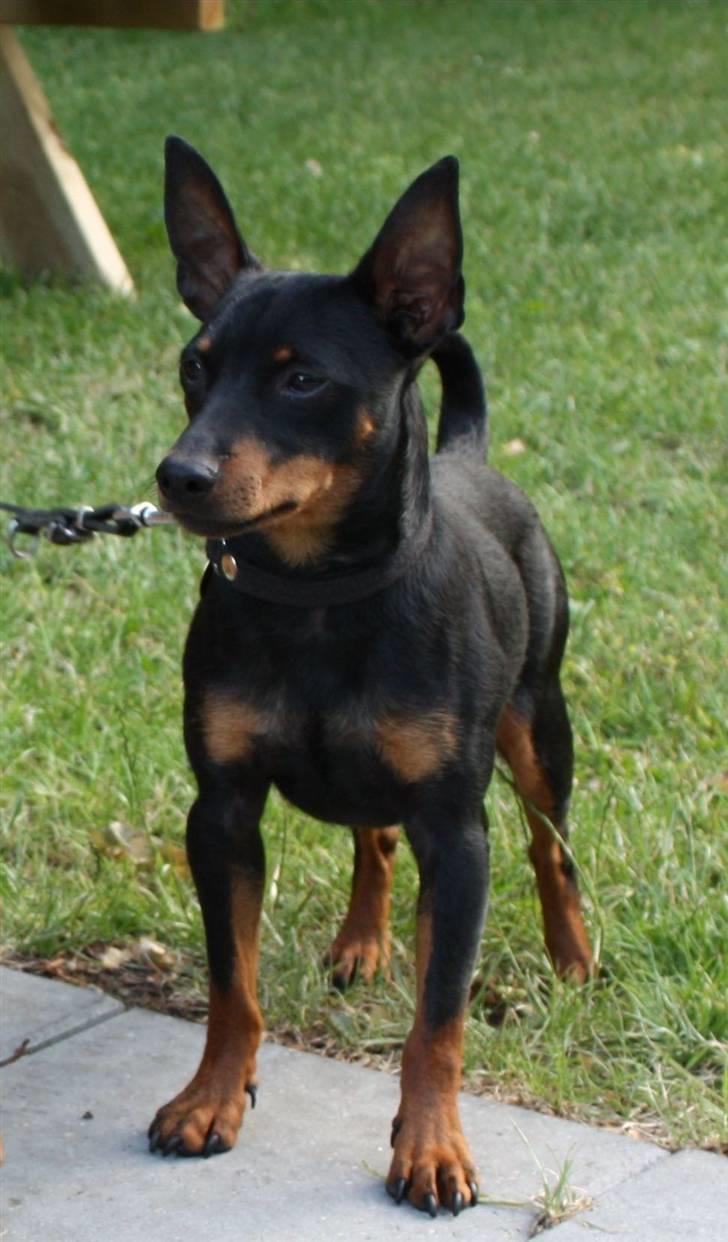 Dvaergpinscher Bevi Ichas - juli 2009 Ichas på tur billede 1