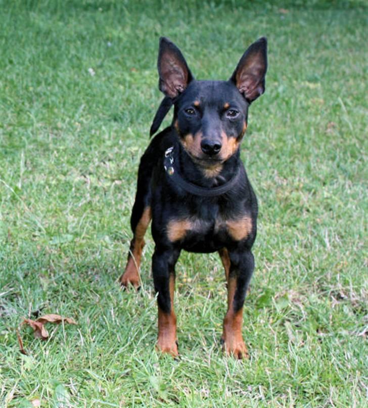 Dvaergpinscher Bevi Ichas - juli 2009 Ichas på tur billede 2
