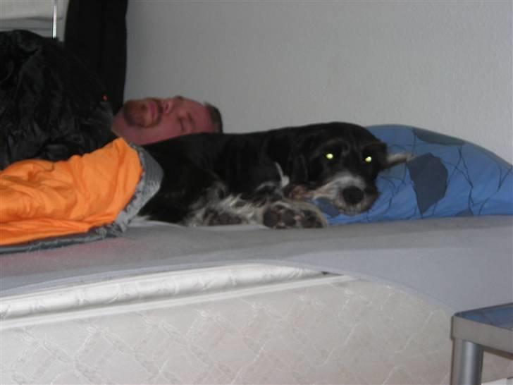 Blanding af racer Jack (Himmelhund) billede 3