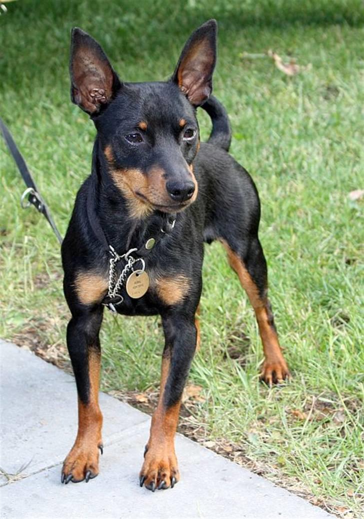 Dvaergpinscher Bevi Ichas - juli 2009 Ichas på tur billede 3