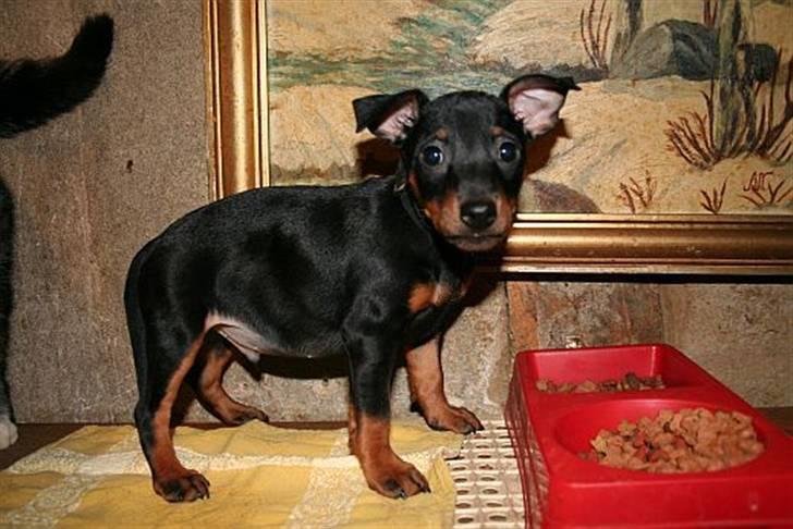 Dvaergpinscher Bevi Ichas - Ichas skulle prøve at stå højt billede 4