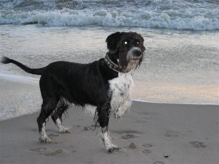 Blanding af racer Jack (Himmelhund) billede 4