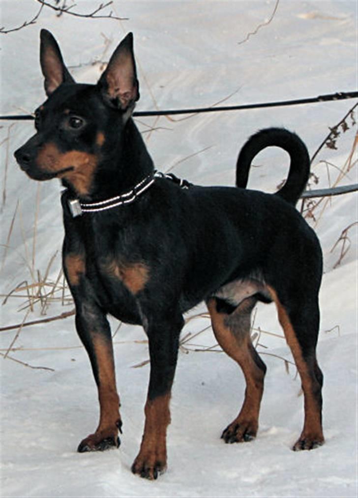 Dvaergpinscher Bevi Ichas - Ichas januar 2010 billede 5