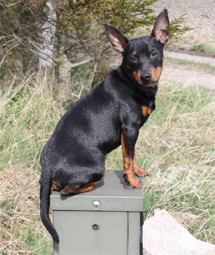 Dvaergpinscher Bevi Ichas - April 2009 Bevi Ichas billede 6