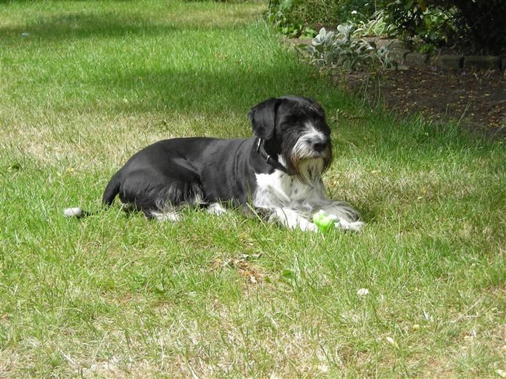 Blanding af racer Jack (Himmelhund) billede 5