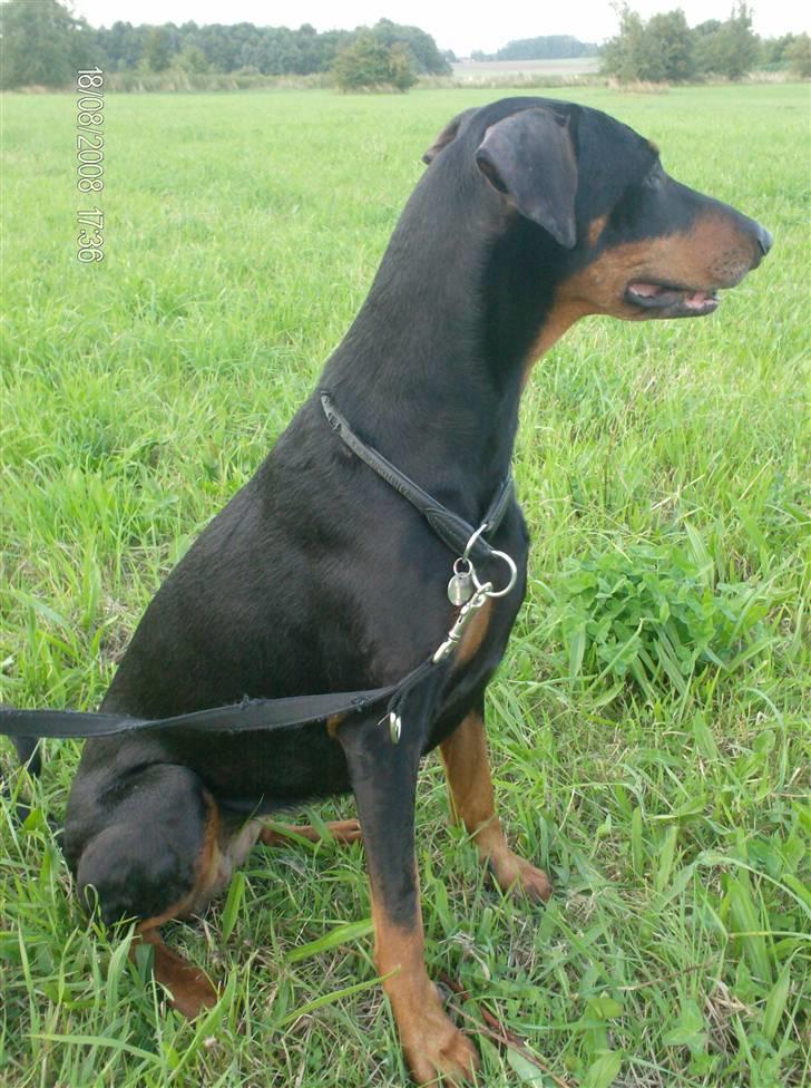 Dobermann Tusca R.I.P. - Tusca 8½ år billede 7
