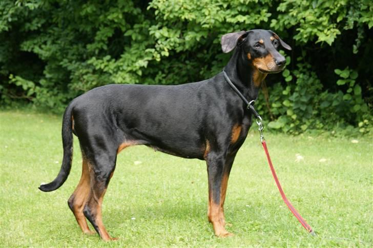 Dobermann Tusca R.I.P. billede 8