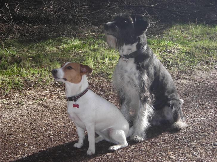 Blanding af racer Jack (Himmelhund) billede 6