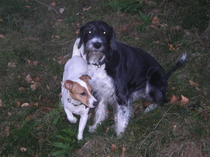 Blanding af racer Jack (Himmelhund) billede 7