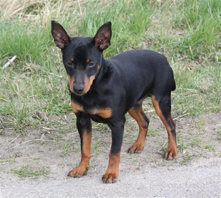 Dvaergpinscher Bevi Ichas - Apil 2009 Ichas billede 7