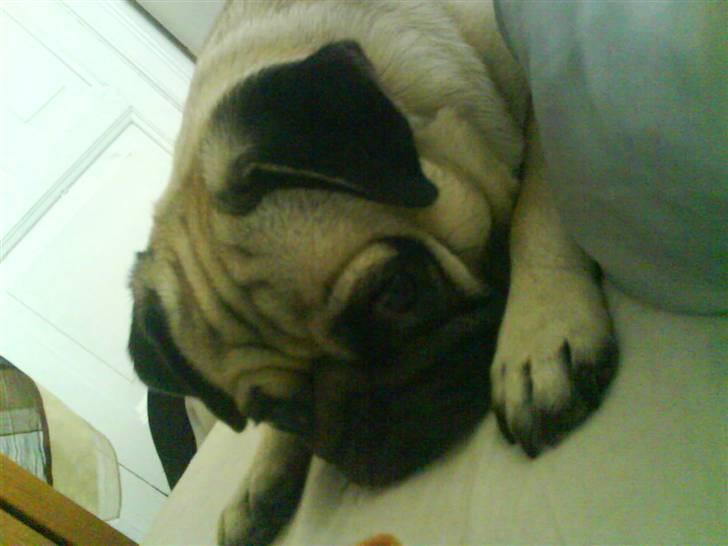 Mops Rosa billede 1