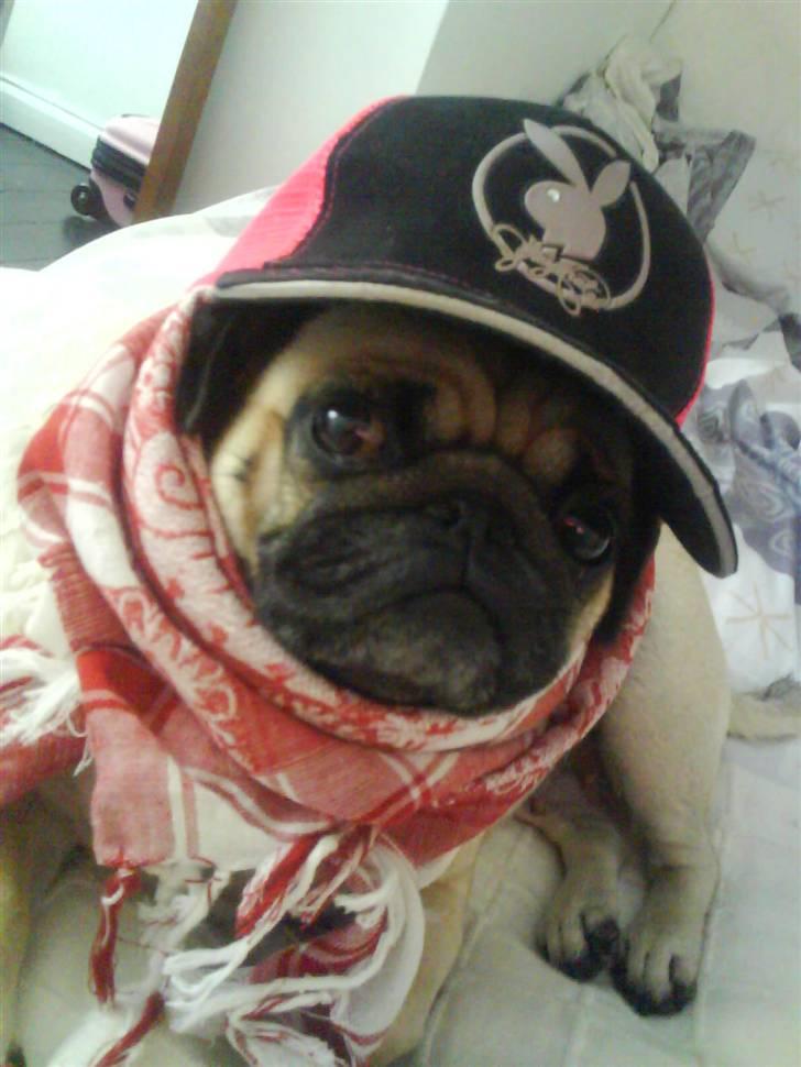 Mops Rosa billede 2