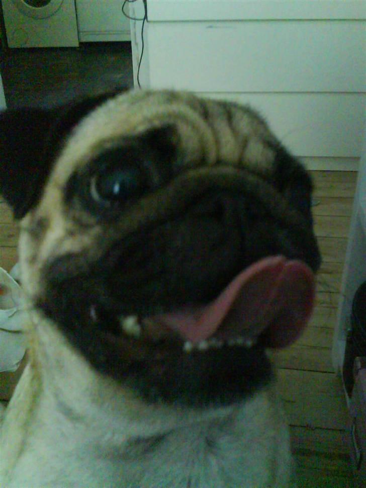 Mops Rosa billede 3