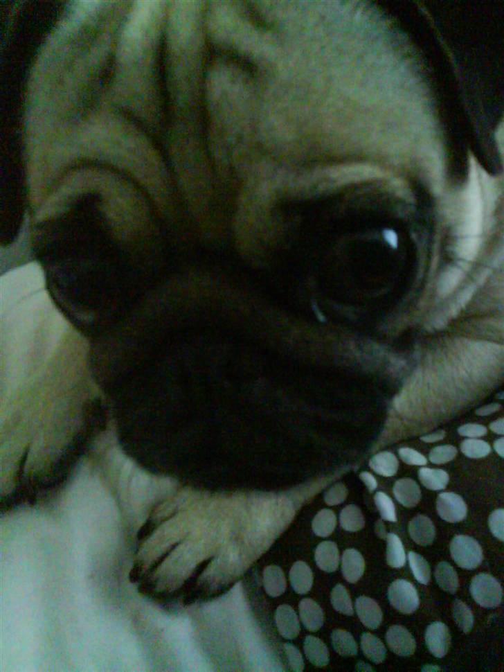 Mops Rosa billede 4
