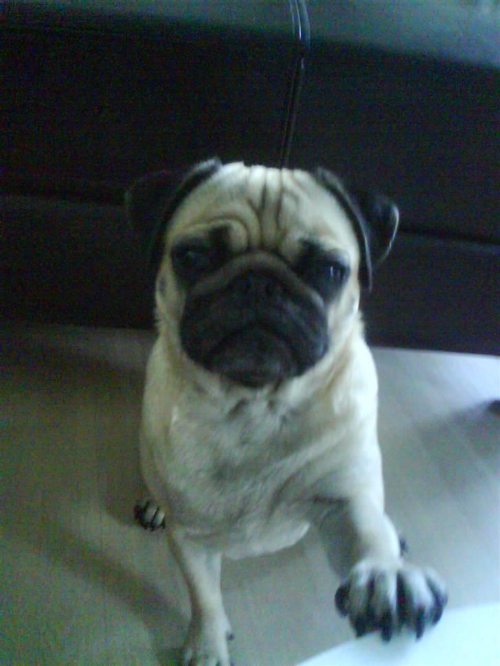 Mops Rosa billede 5