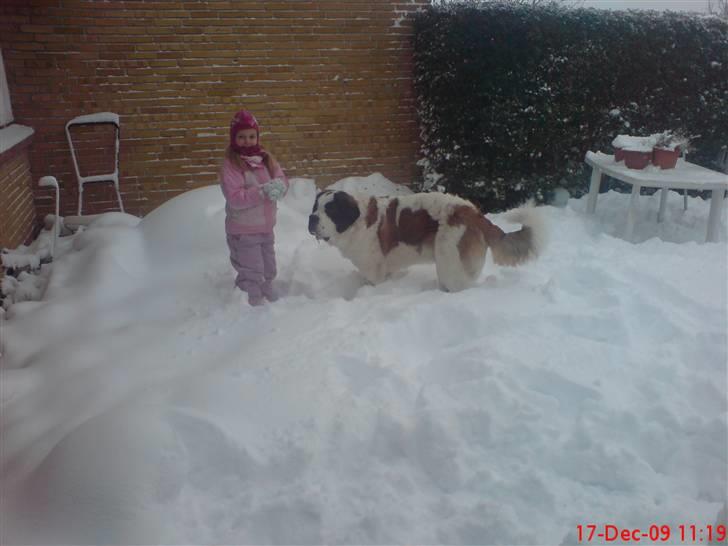 Sankt bernhardshund Zoomorfs  Xando billede 9