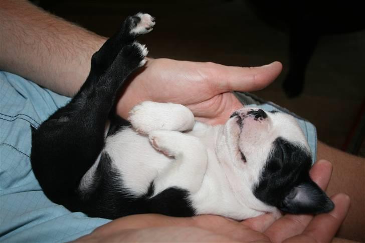 Boston terrier Lilly billede 6