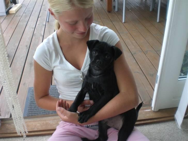 Blanding af racer Mickey - Anden dag vi har ham :) billede 1