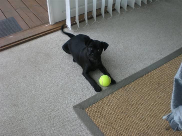 Blanding af racer Mickey - Han elsker bare sine tennis bolde :D billede 2