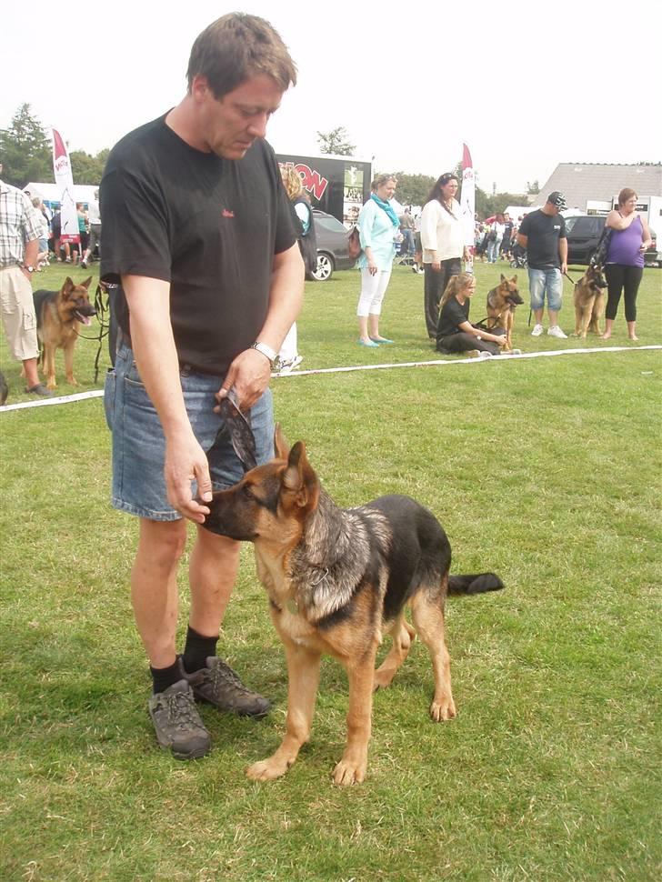 Schæferhund - "Bjarli oliver" - King - King til "prøvevurdering" på HAS 2009 billede 12