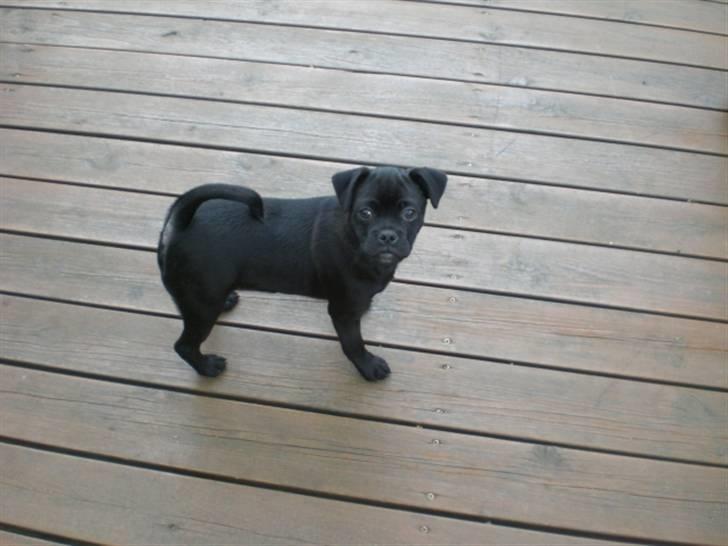 Blanding af racer Mickey - Han er en rigtig udstillings hund der :) billede 5