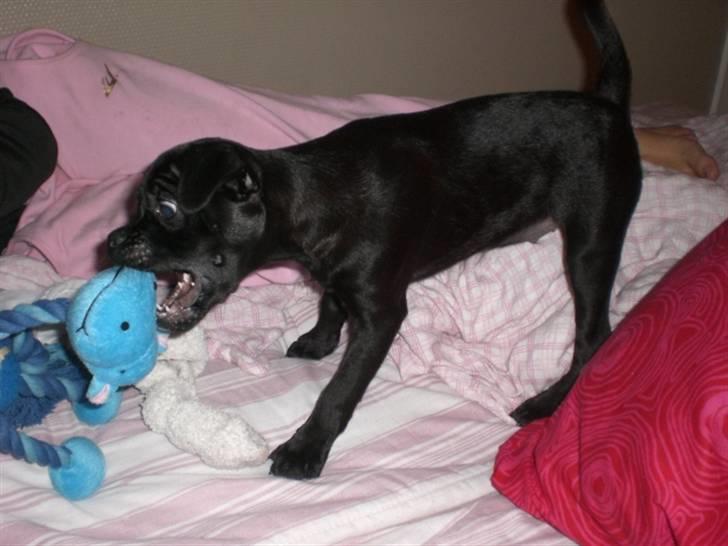 Blanding af racer Mickey - Den har han godt bidt i stykker nu :) billede 8