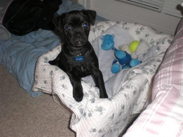 Blanding af racer Mickey - Han vil ikke lægge i sin kur han vil kun lægge opppe ved os i sengen :) billede 9