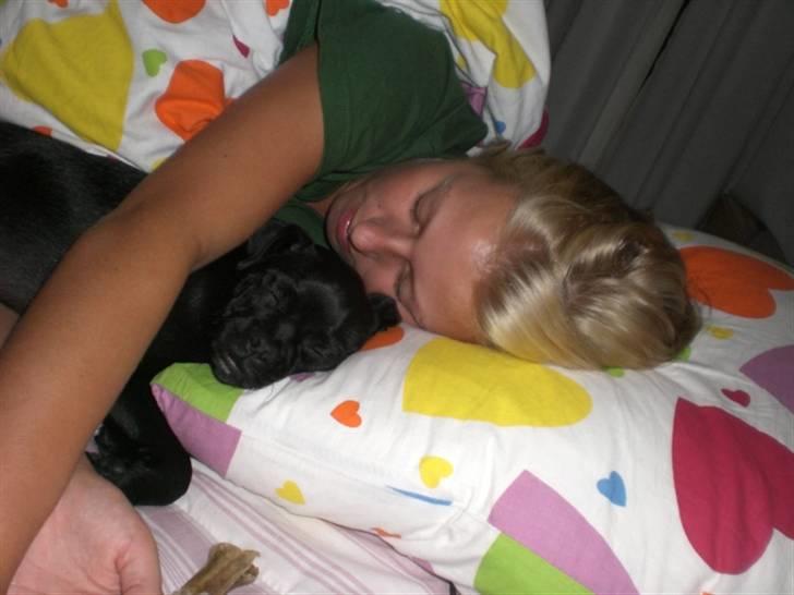 Blanding af racer Mickey - Der faldt de i søvn :) billede 12