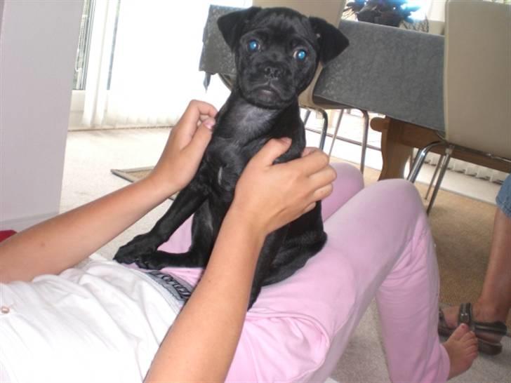 Blanding af racer Mickey - ..:D billede 14