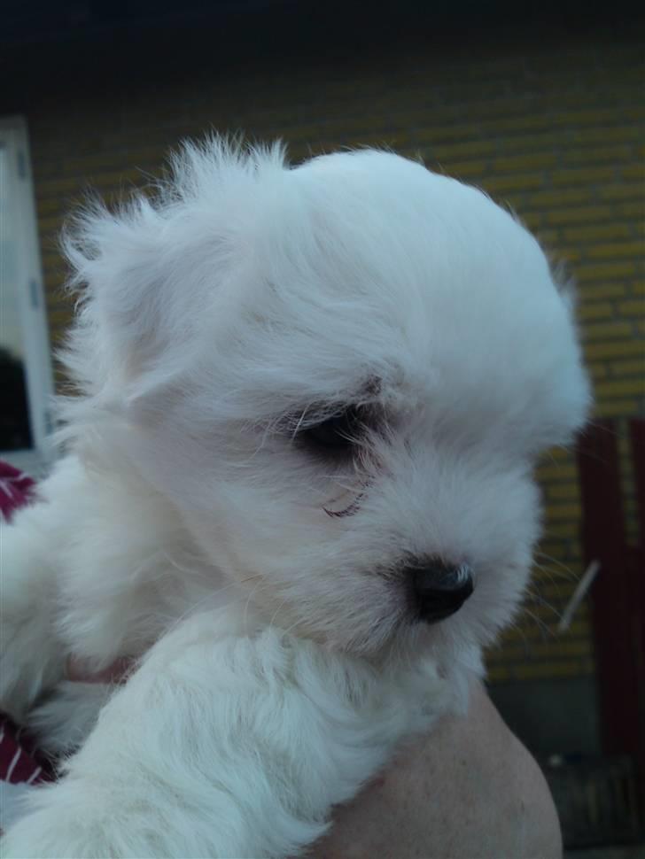Coton de tulear Lily billede 4