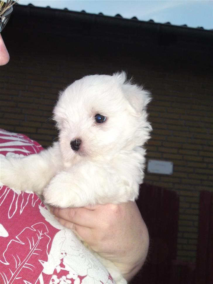 Coton de tulear Lily billede 5